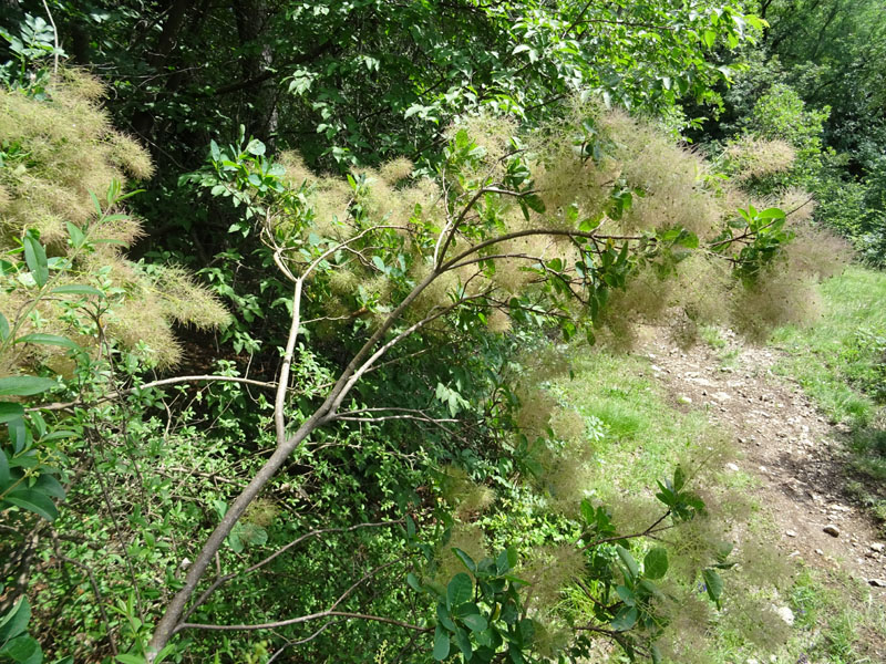 Cotinus coggygria / Sommacco selvatico